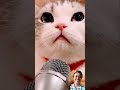 kucing latihan karaoke kucing meong kucinglucu