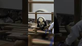 飼育員を襲う子パンダ #shorts #パンダ #楓浜 #panda