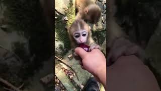 #Baby monkey obedient eat fruits#babymonkey#Monkey#Feedingmonkey,#MonkeyZone #Monkeyvideo#shorts