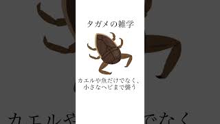 タガメは水生昆虫の王者！その驚くべきハンターの一面と、絶滅危惧種となった現状について紹介します。VOICEVOX:ずんだもん#タガメ #水中のギャング #絶滅危惧種 #自然保