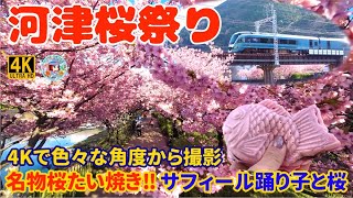 伊豆河津温泉郷【河津桜 まつり  】 河津桜が最高に綺麗だった ♡