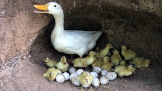 Amazing Pekin 40Duckling Hatching From Eggs - Cute Cute Baby Duck Born