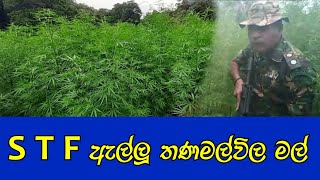 තණමල්විල මල් වැටලූ stf මෙහෙයුම