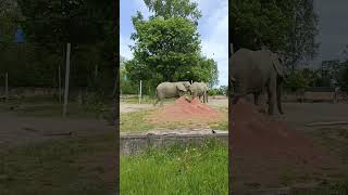 Elephant video | wildlife documentary #animalsounds