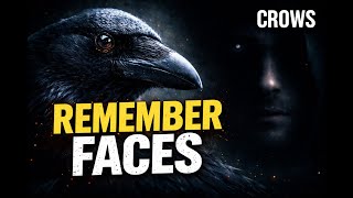 Crows Never Forget Your Face. Here’s Why.🐦⬛