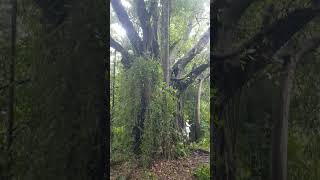 CHREY TRANG Tree - ដើមជ្រៃត្រាង #tree #nature #trees #photography #naturephotography #landscape