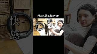 甲斐犬の換毛期はやばい #甲斐犬 #柴犬 #youtubeshorts