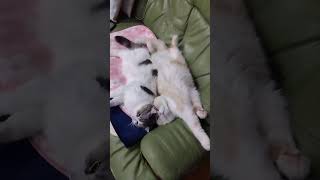 猫をだめにするホットカーペット #かわいい #スコッティッシュフォールド #猫 #cat #猫動画 #ねこ動画