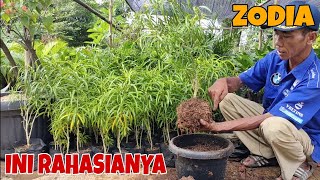 TIPS menanam tanaman hias ZODIA !!