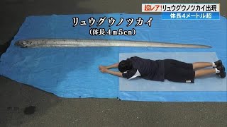 神秘的な深海魚「リュウグウノツカイ」体長4メートル超も「このサイズが2日連続というのは驚き」【高知】 (23/06/13 18:45)