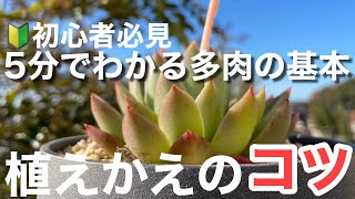 【多肉植物】初心者さん必見！多肉を育てる植え替えのコツ　＃多肉＃多肉植物＃多肉の育て方