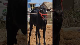 Black Powerful Terminator on fire 🔥#hallikar #jalikattu #hallikarbulls #bailgada #sharyat #desicow