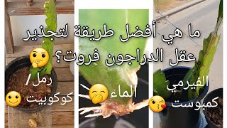 أفضل طريقة لتجذير عقل الدراجون فروت بلا منازع شوف واحكم, The best way for rooting Dragon Fruit stems