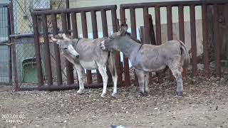 2023.01.08 神戸王子動物園のロバ、ブンタとナズナ