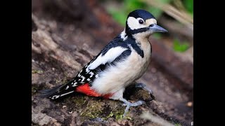 Great spotted woodpecker 1h bird sound