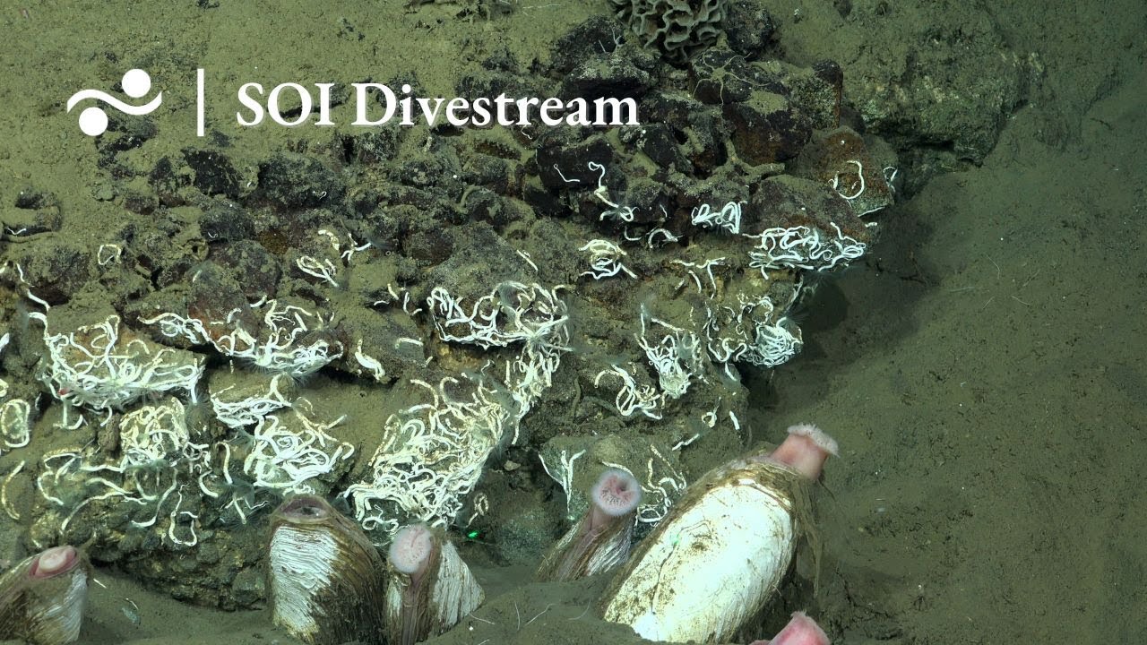 Site 9 2 Soi Divestream 681 Youtube