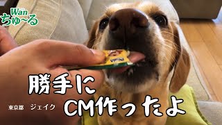 ちゅーるのCMを勝手に作っちゃったF1レトリバージェイク/Jake who made a commercial without permission