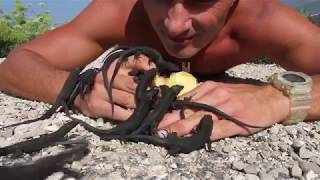 Man Feeds Apple to Lizards