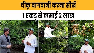 Chikoo Farming | Earn 2 Lakhs Per Acre | चीकू की खेती कैसे करें पूरी जानकारी | Sapota Farming