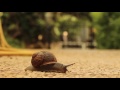 amazing snail a must see