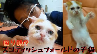 スコティッシュフォールドの子猫は困り顔甘える姿にキュン死（保護猫カフェ猫の木）十三駅Scottish Fold kitten is so cute