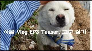 예고편) EP3. 5월의 시골은?? (시골가는날, 시골풍경, 농사, 시골브이로그, korean farm, korean countryside) #shorts