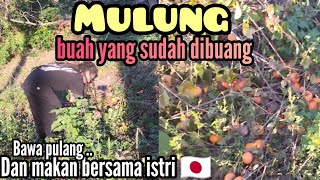 Makan buah hasil mulung bersama istri Jepang