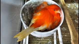 Red Canary Breeding Season 2023 (part 10)