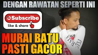 MURAI BATU PASTI GACOR dengan rawatan seperti ini