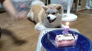 秋田犬　雪　2回目の誕生日😊