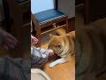 柴犬福 姉との別れ 短期間 でちょっとだけ寂しそうな柴犬😂 a little lonely dog tiktok 柴犬 dog shorts shibainu かわいい いぬ