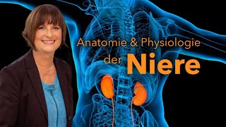 Funktionelle Anatomie und Physiologie der Niere