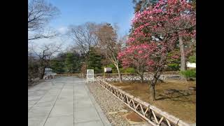 Chishaku-in Temple. Walking the path to the temple while watching the red plum blossoms.