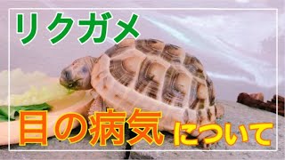 リクガメの目の病気について～原因と対策～