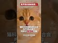 俄罗斯 的猫被制裁