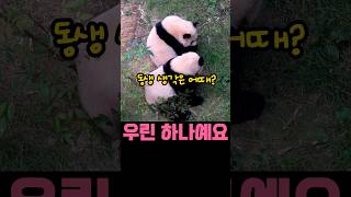 온니! 어떡하지?🐼#루이바오 #후이바오 #쌍둥바오