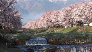 （黒沢川堤防桜２）あづみ野さくら通信　20200415