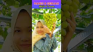 Ini dia buah anggur lumayan besar dompolannya dan genjah #anggur #buahanggur #rajinbuah #manis