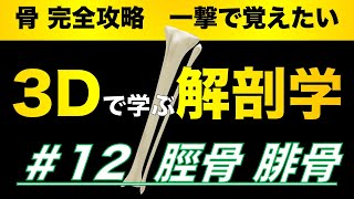 #12  脛骨 腓骨【3Dで学ぶ解剖学】脛骨と腓骨の位置はどう違う？3Dでいろんな視点から観察しよう👍