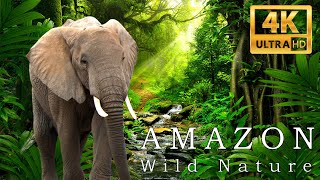 Amazon 4k - The World’s Largest Tropical Rainforest | Jungle Sounds | Scenic Relaxation Relax Music
