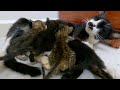 Adolphina the cat rescued from the street is feeding her kittens.