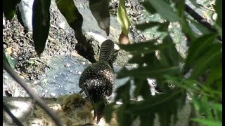 Female Asian Koel is eating Upma  | உப்புமா உண்ணும் பெண் குயில்