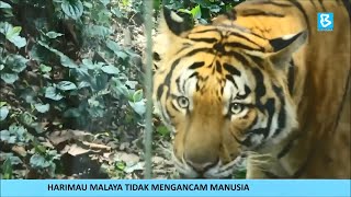 Harimau Malaya tidak mengancam manusia