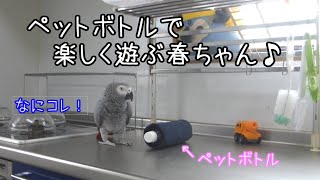 ヨウムの春ちゃん87 ペットボトルで楽しく遊ぶ