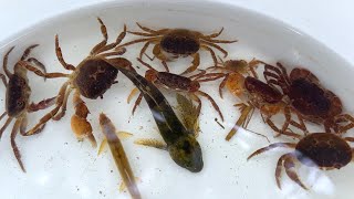 日本の綺麗な川でガサガサしたら、大量のサワガニが獲れたよ!!!!!カエル、小魚、水生昆虫。