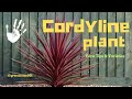 Discover the Beauty of #cordyline  #plants: #care  Tips & #varieties