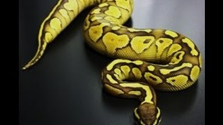 Ball Python Collection Update