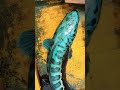 Ikan TOMAN Paling Langka,Warna Biru Meyala.(part2).#mancing#ngapak #ngapakbanyumasan #toman #viral