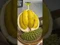 smooth unboxing durian musangking jalanalor durydury