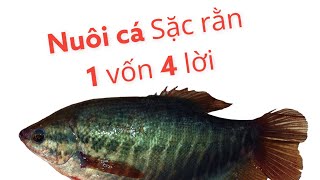 Nuôi cá sặc rằn 1 vốn 4 lời thật cá đẻ nhìn mê